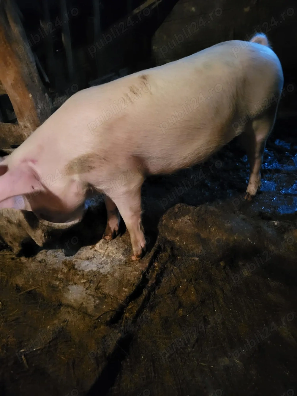 Vând grasuni si o purcea