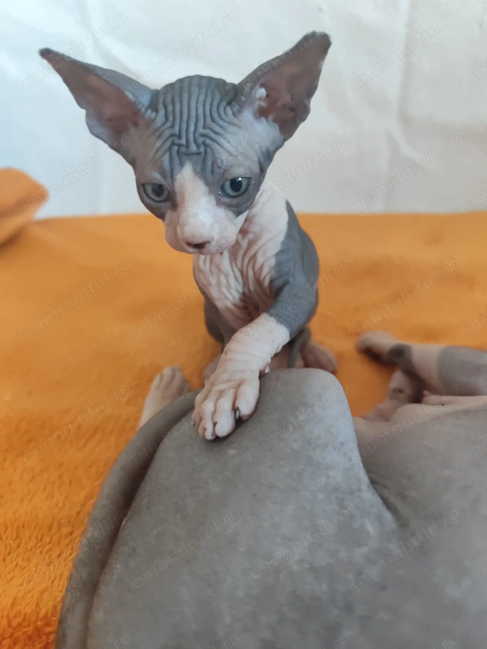 Pisoiasi sphynx deosebiti