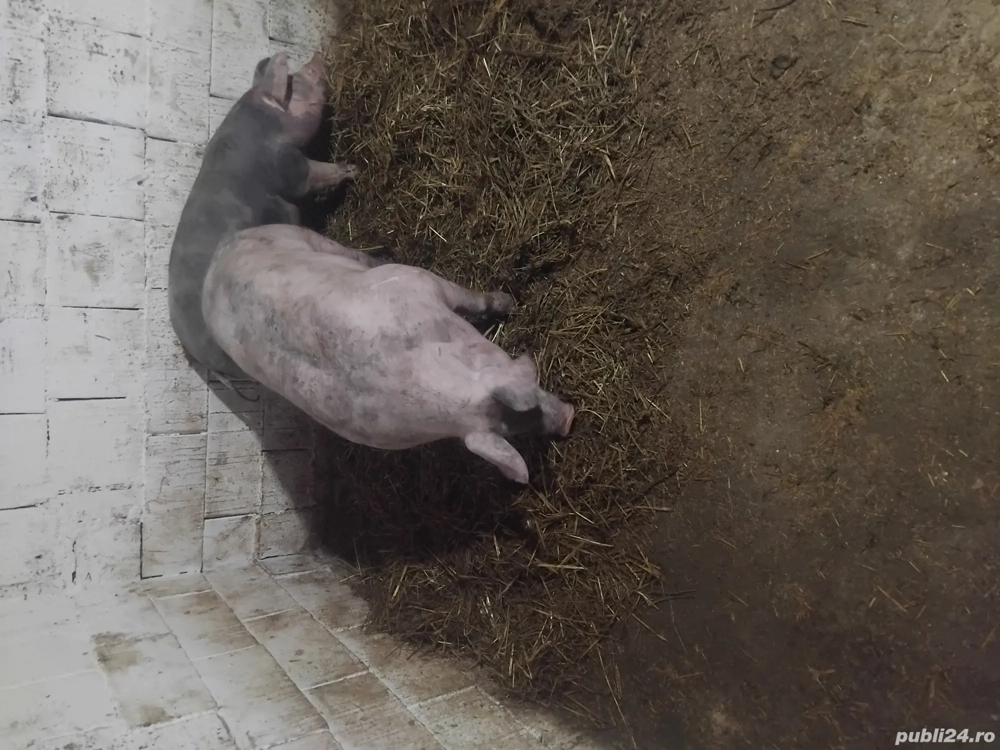 de vanzare doi porci de carne 135kg 14 lei kg 