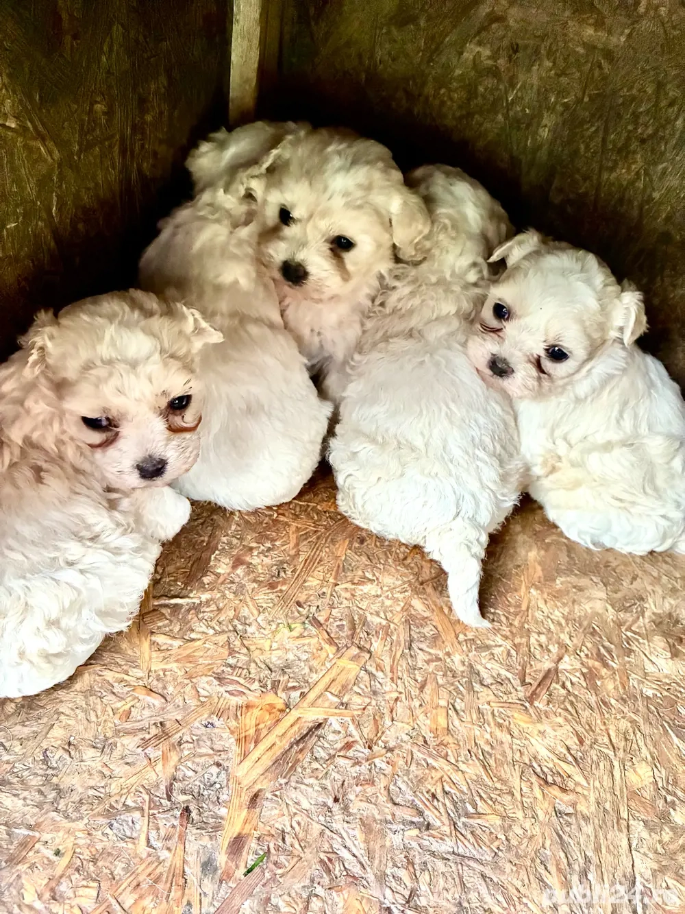 vând bichon maltez 