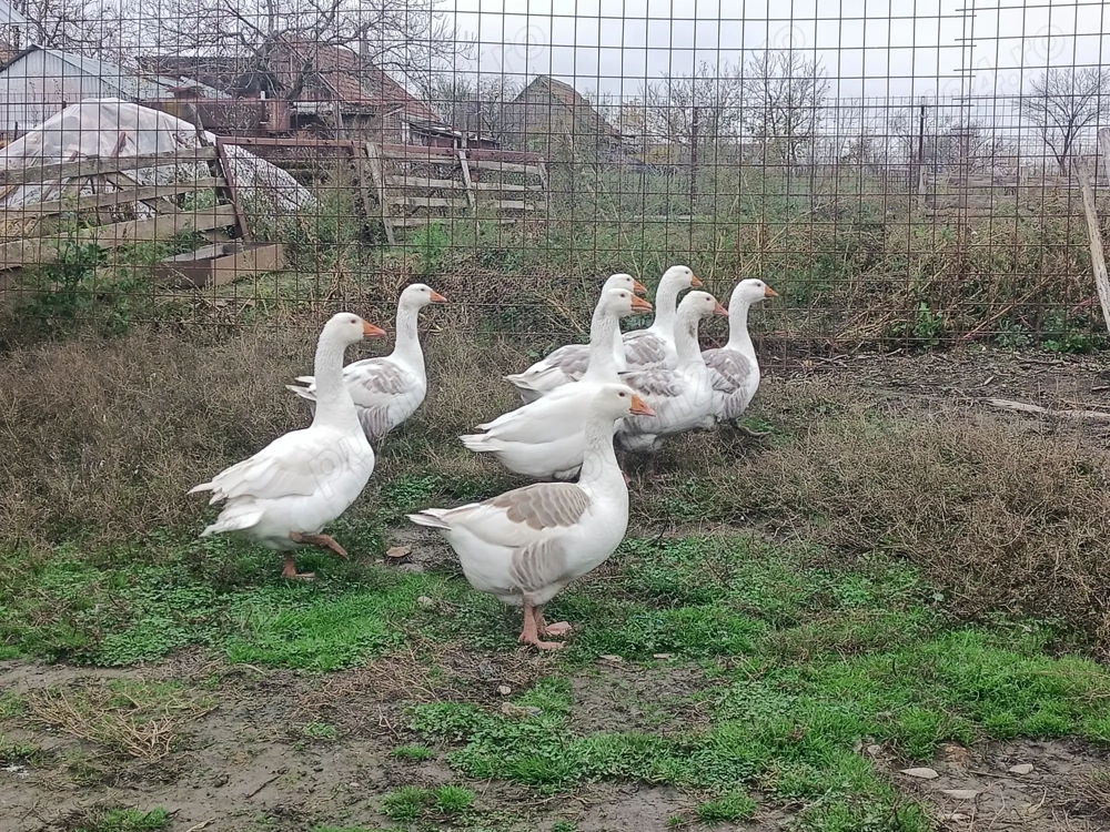 Gâște tinere de vânzare 