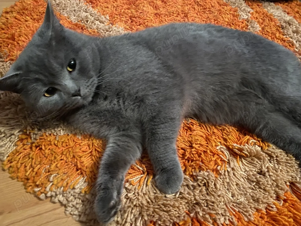 Pisica British shorthair de vanzare