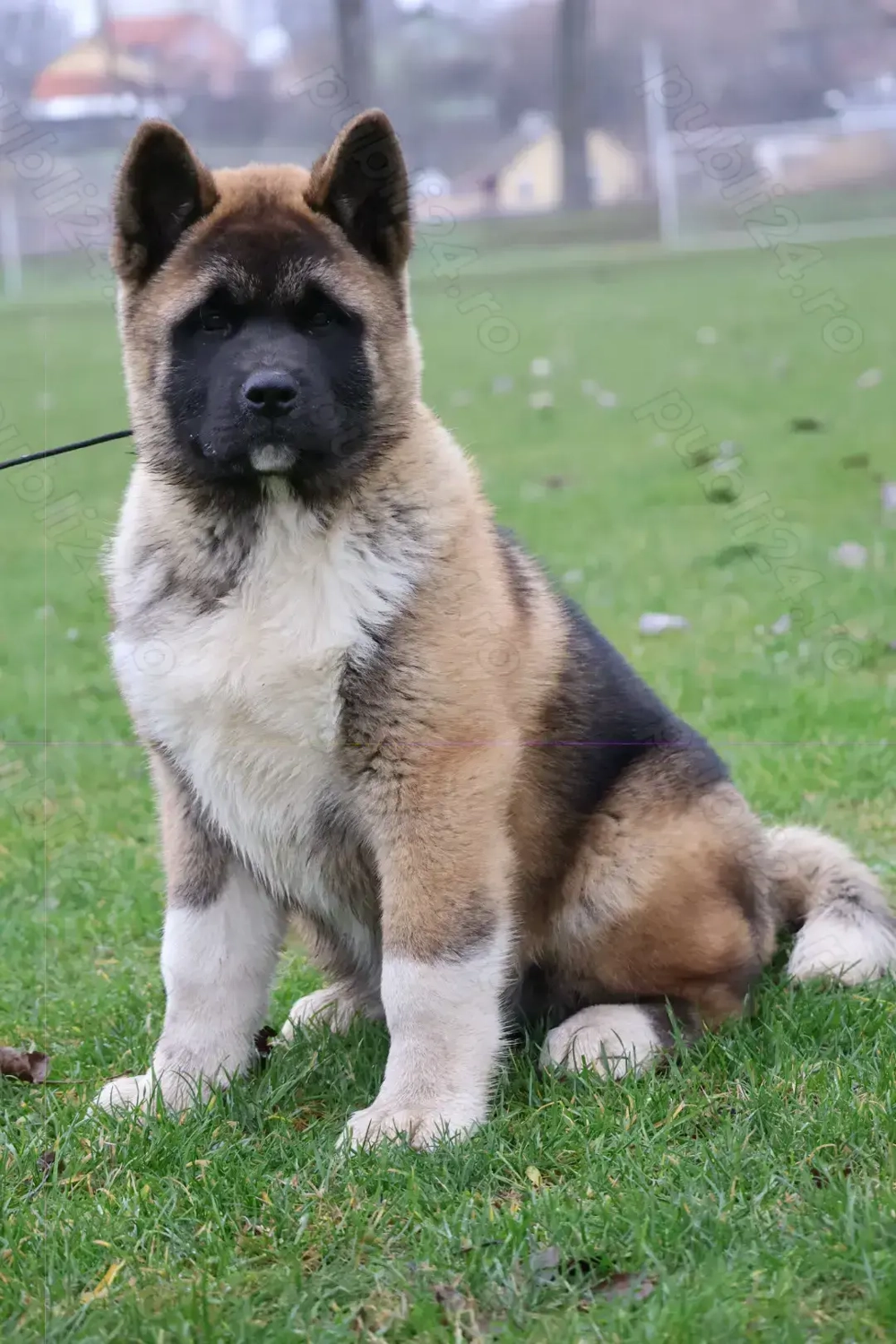  Femela American akita pedigree 