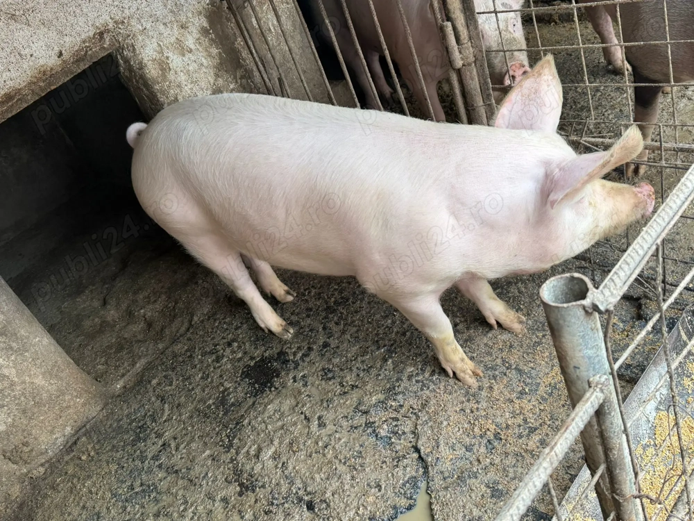 Porc de vânzare 