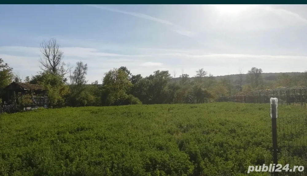 Lucernă la prima coasă 2026