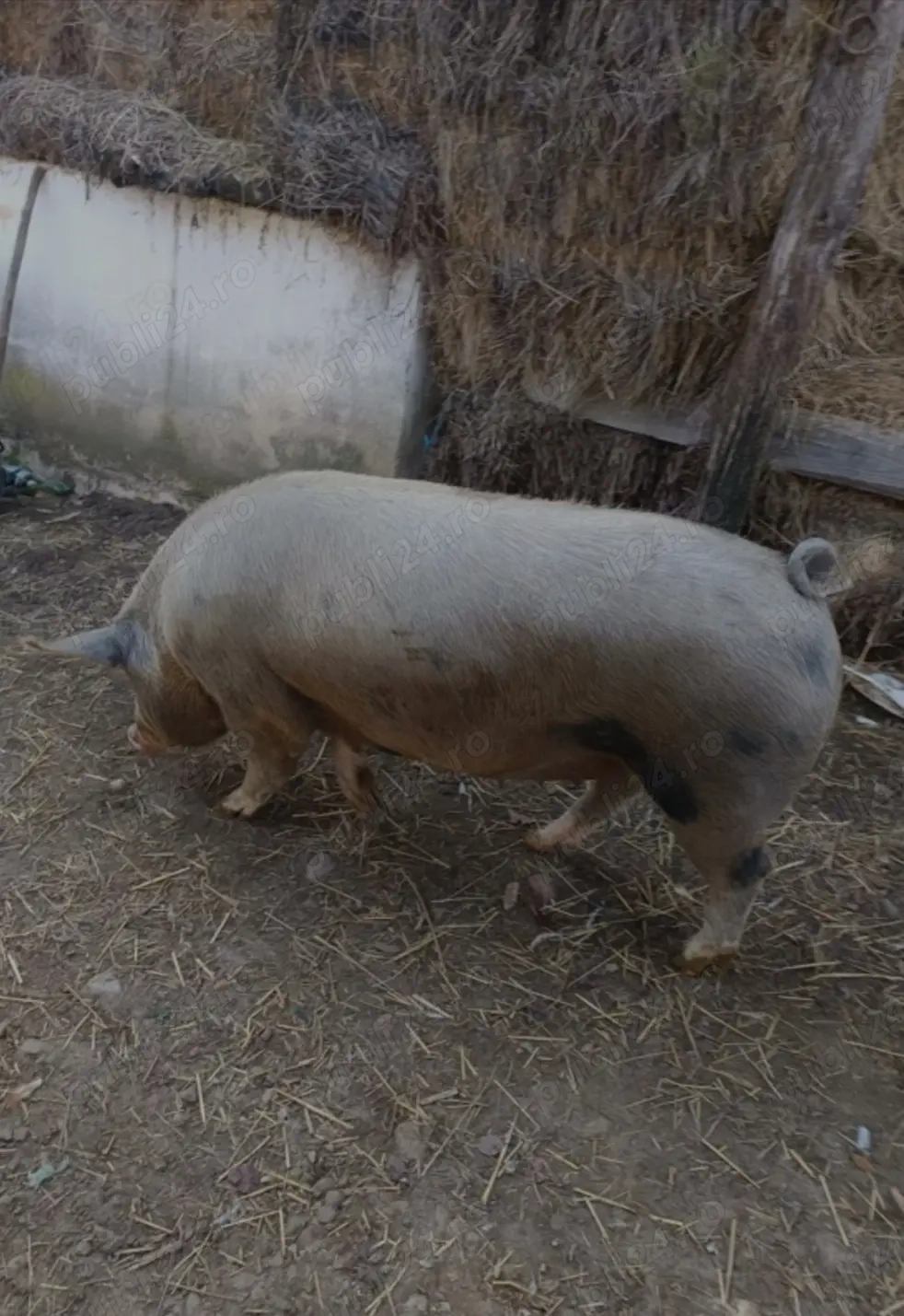 Vând grasuna pentru sacrificat prăsila 