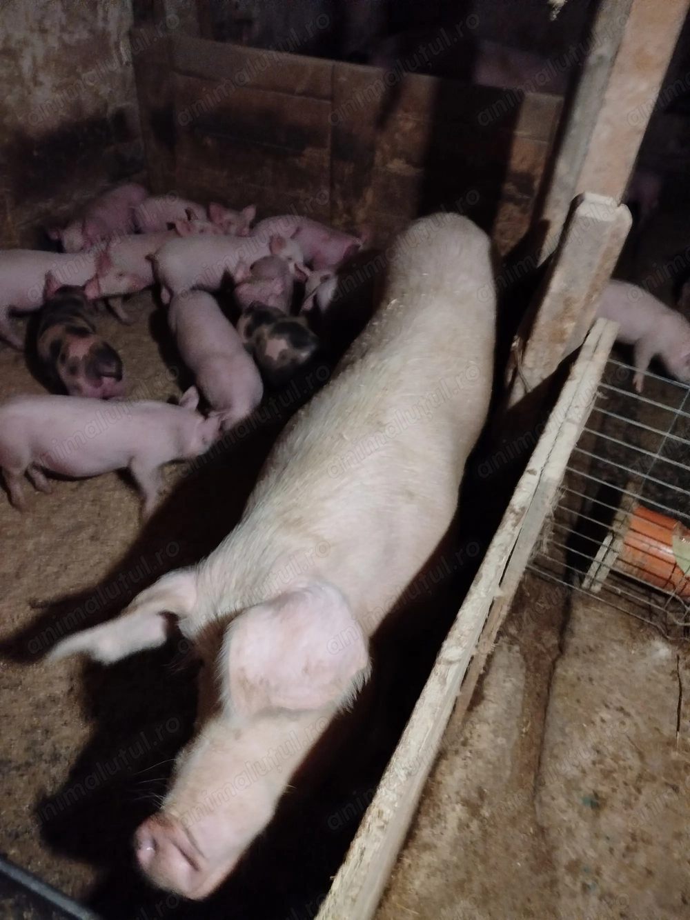 Purcei de vânzare 