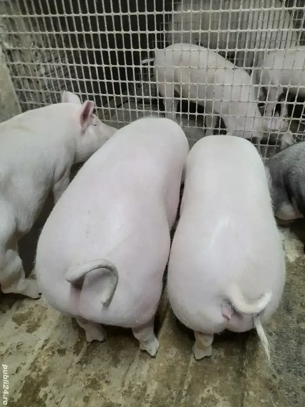 Vind porci de taiat Marele Alb si Marele Alb cu Pietrean. 