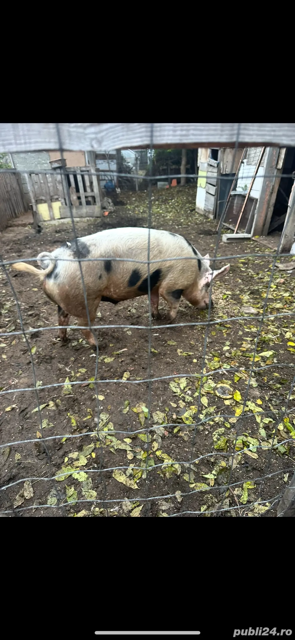 vand porc pentru craciun