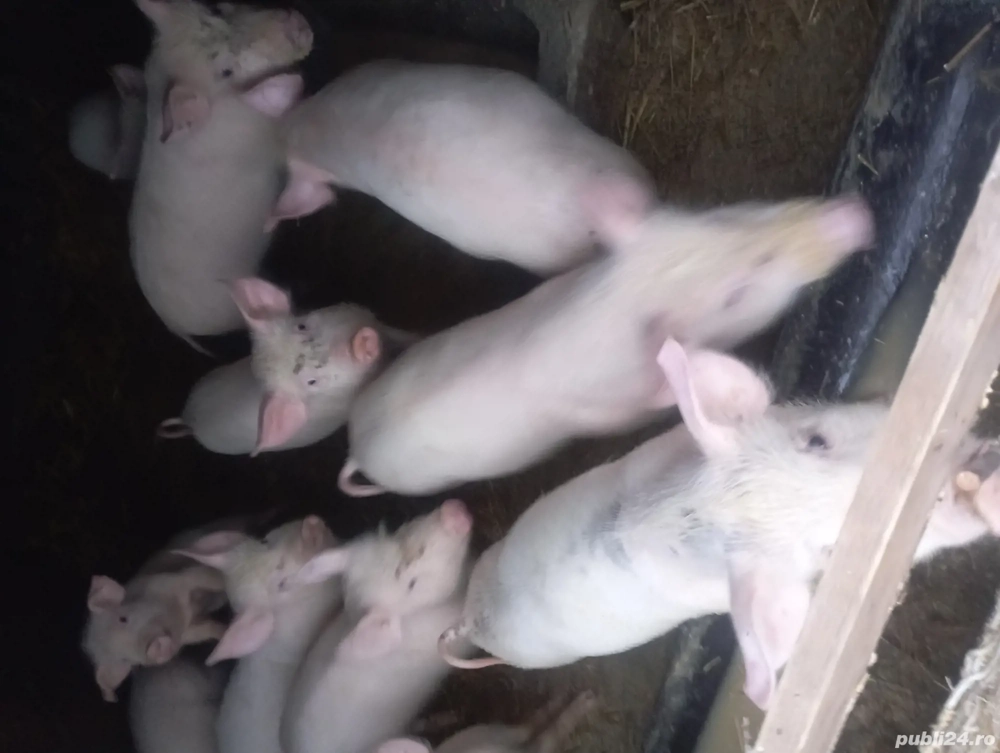 porci de vinzare 30 35 kg preț 500 lei bucata negociabil 