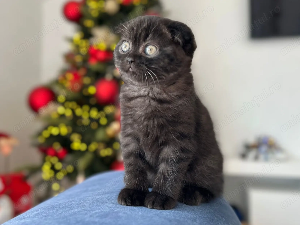Pisicuță Scottish Fold - culoare rar întâlnită, cu Pedigree