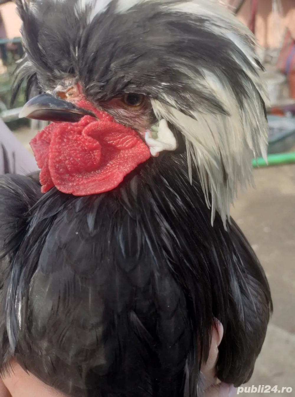 moțată olandeză  wiandotte argintiu 