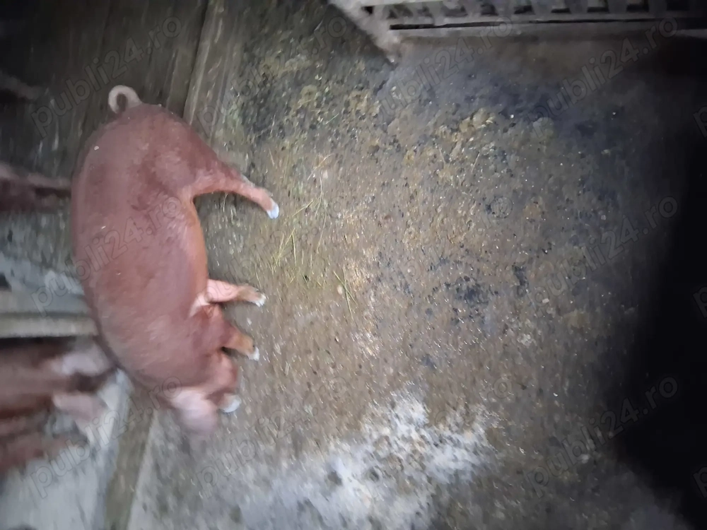 Grasuni duroc de vanzare 