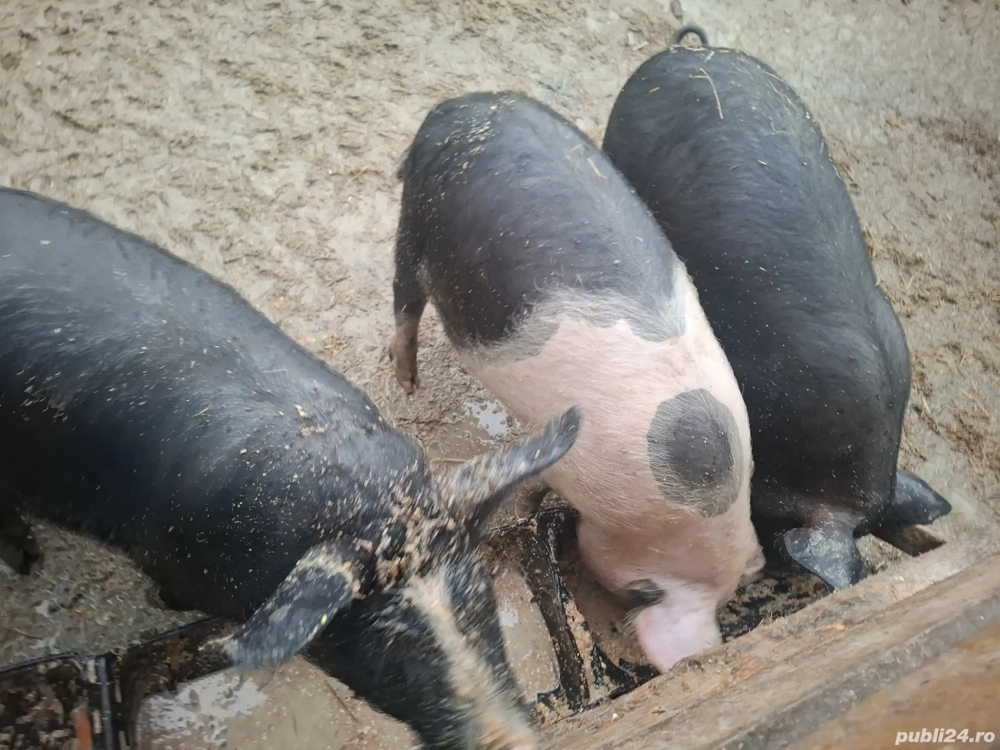 Purcei de vânzare 