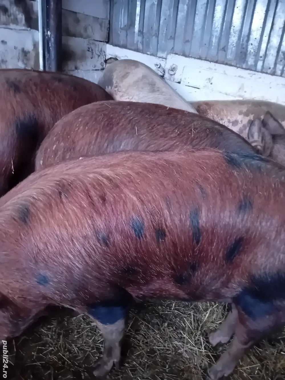 porci de casa 150 -230 kg 10 lei kg se vand numai la cantar