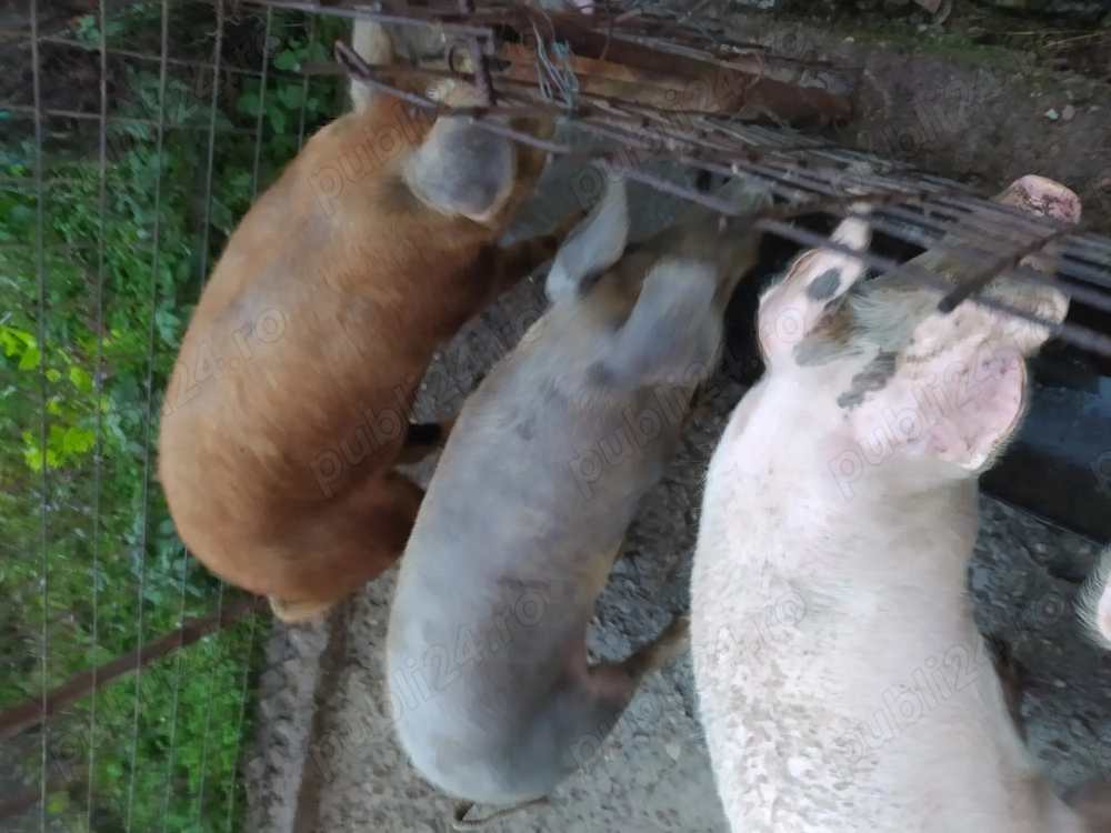 Vand porci 80 _100 kg