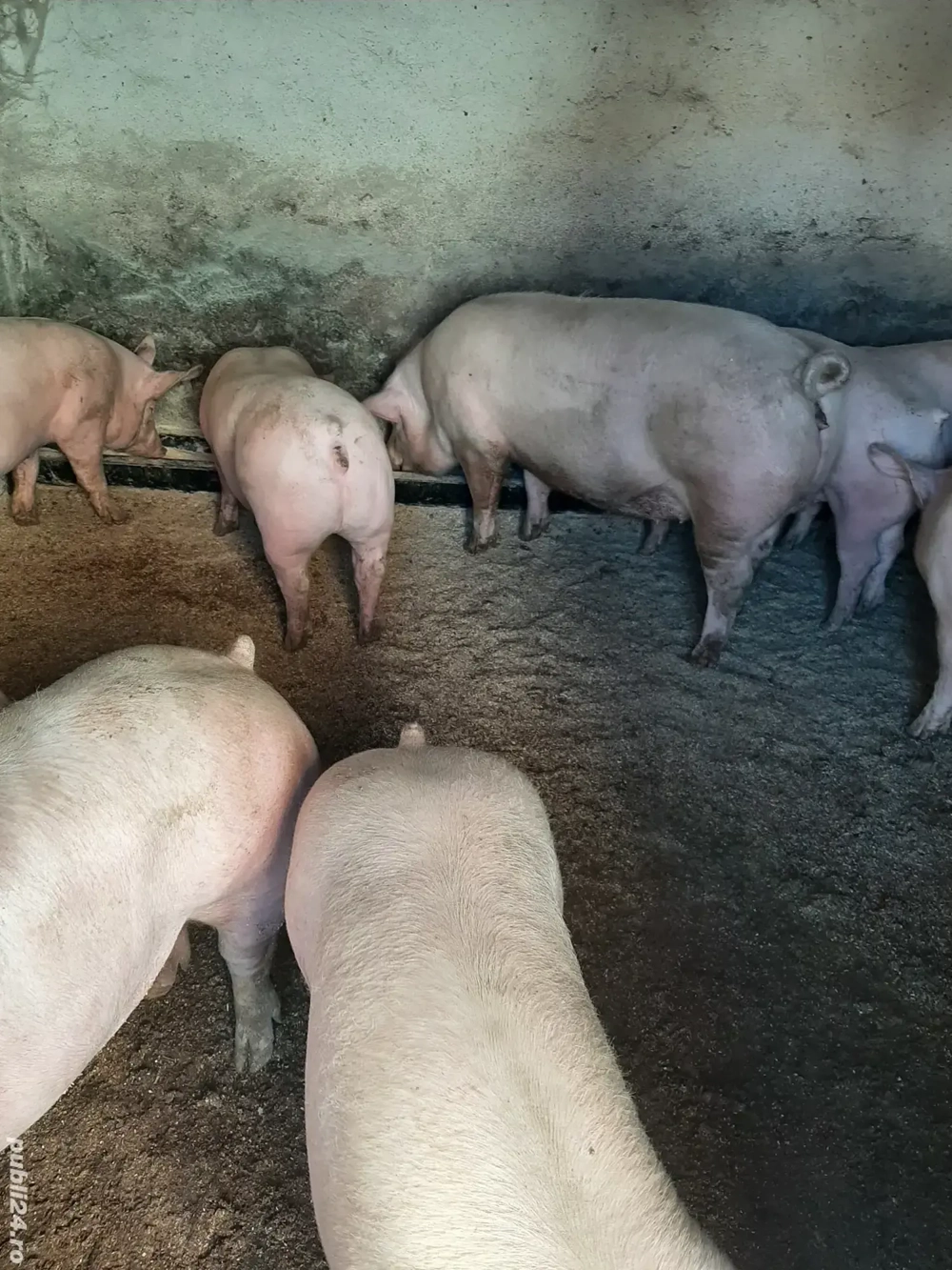 vând porci,purcei,soldani. diferite mărimi 