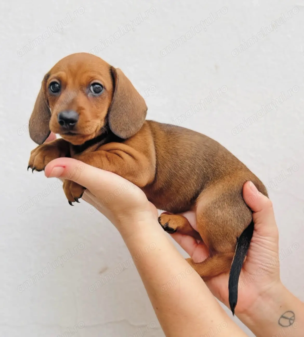 Teckel mascul și femelă 