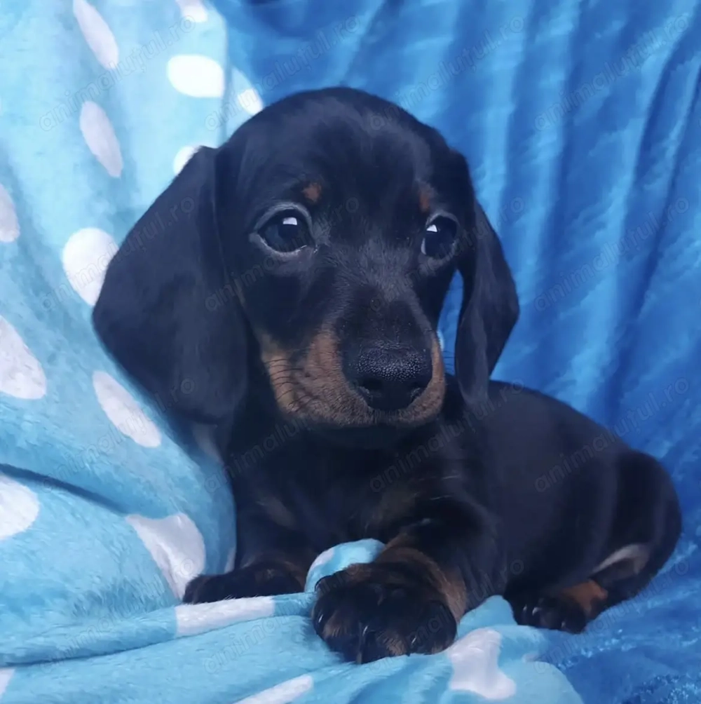 Teckel femelă superba