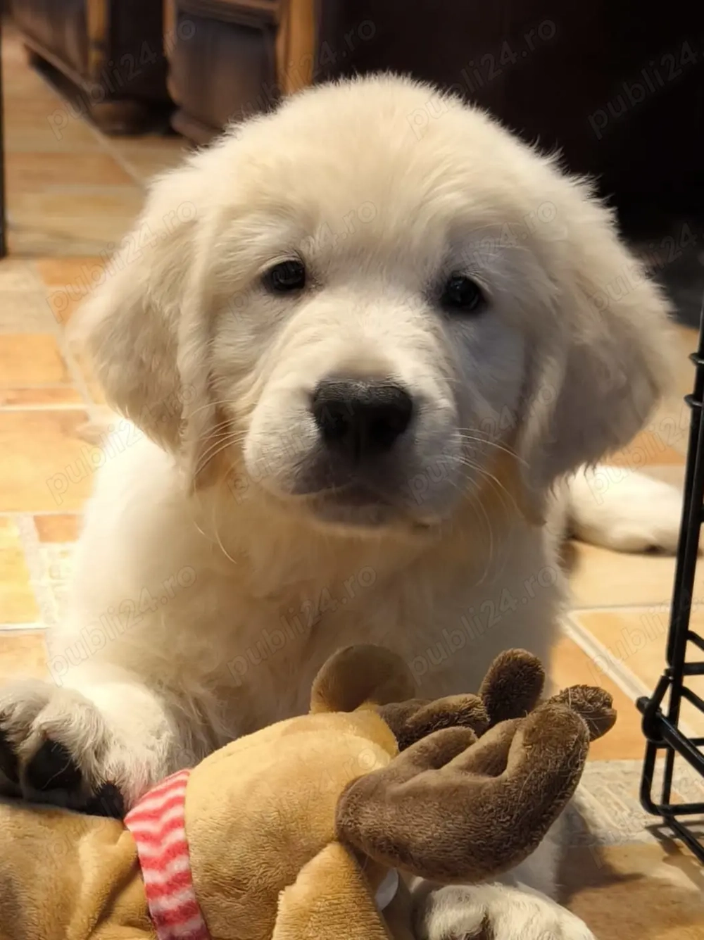 Vand catelus de golden retriever 