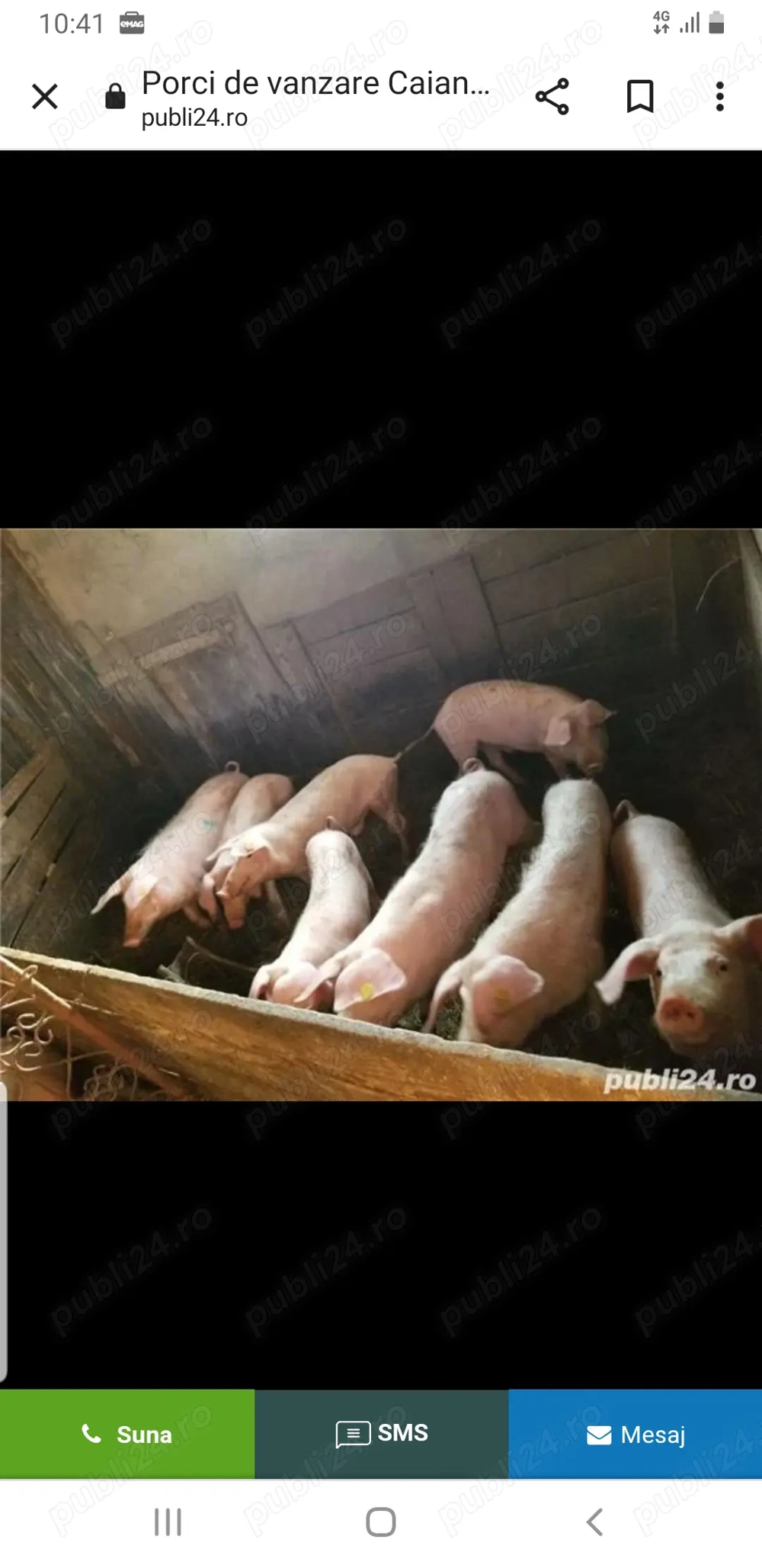 Porc de 150 kg de vânzare semi