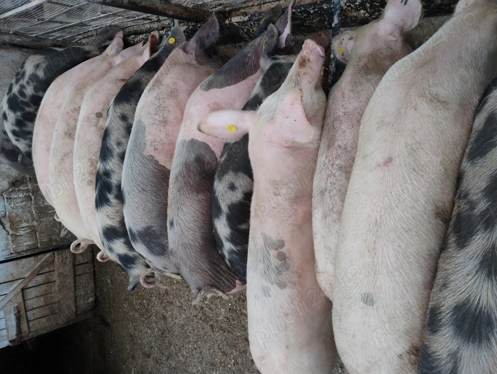 Vând porcii marele alb cu petrean 