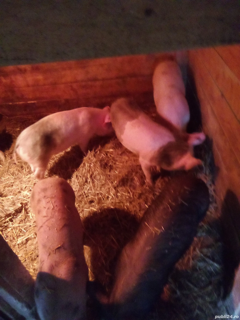 vind soldani de 13 saptamini