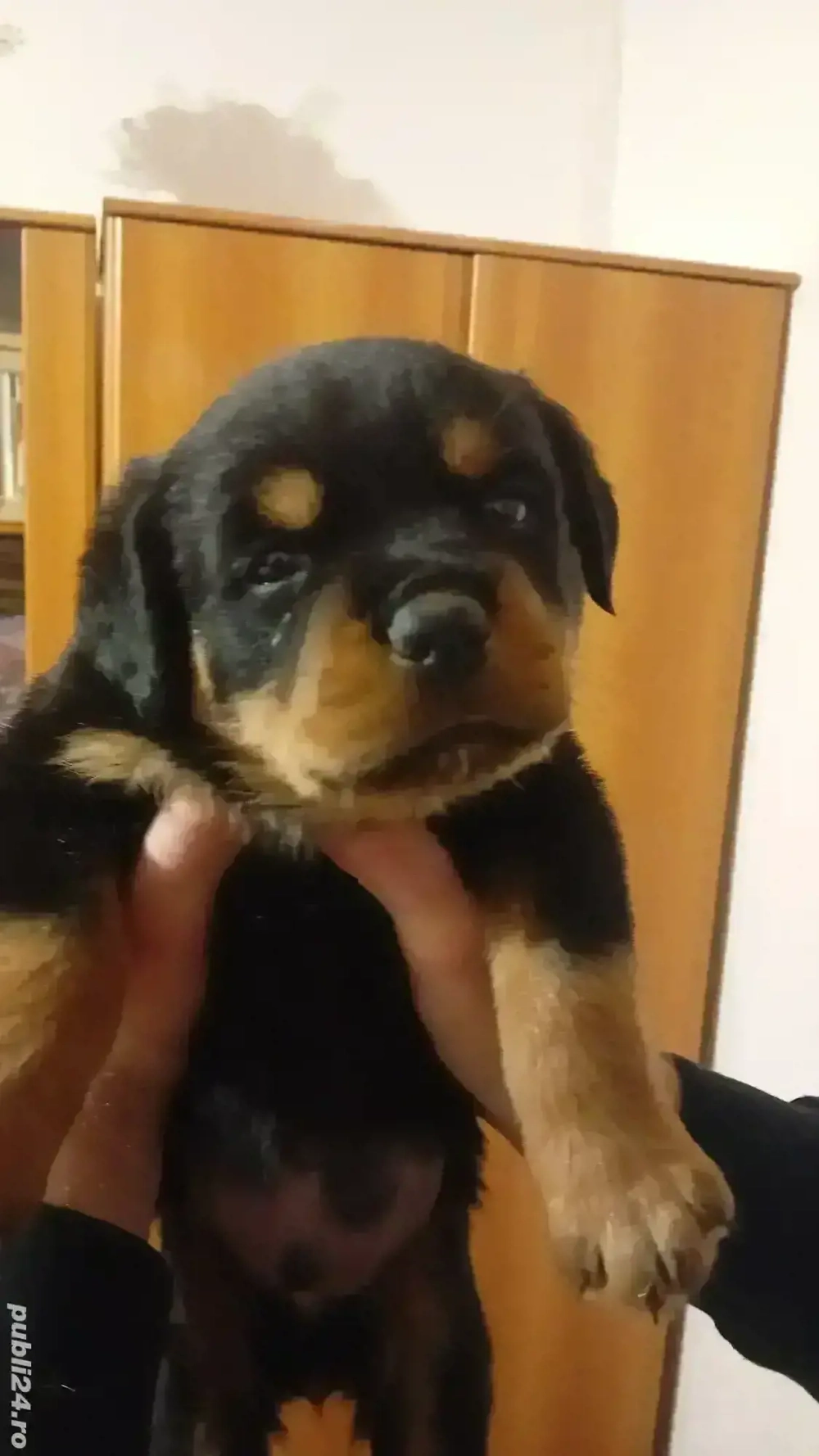 Vand puiuti adorabili rasa Rottweiler 