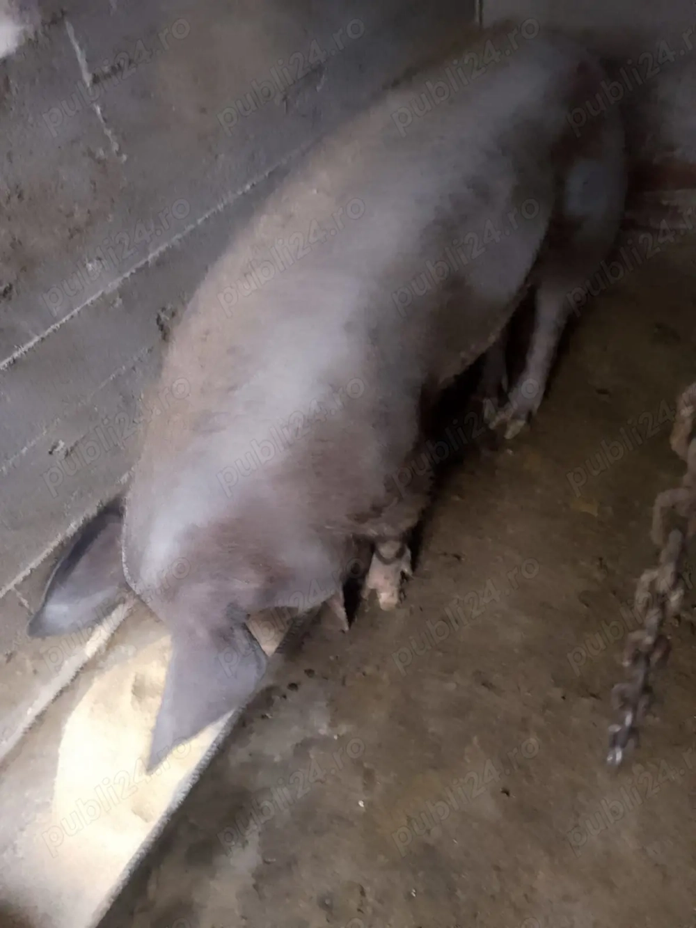           Vând  vier  Pietrean