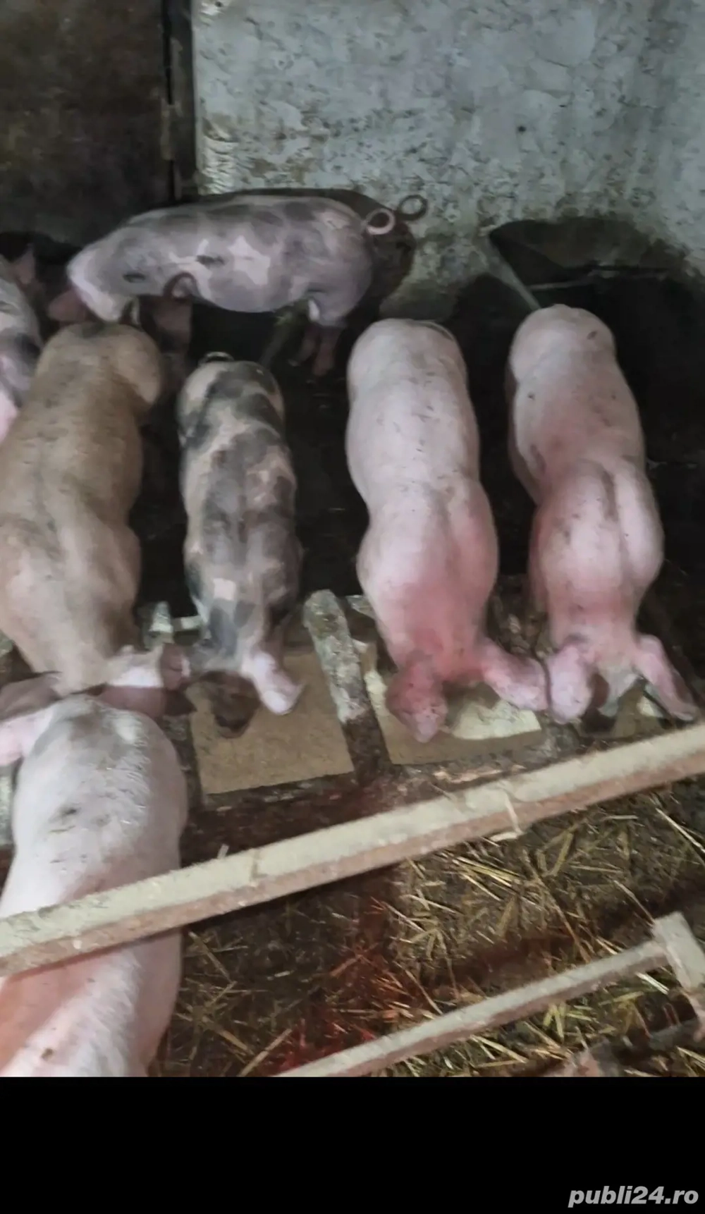 Purcei pietrain si landrace 