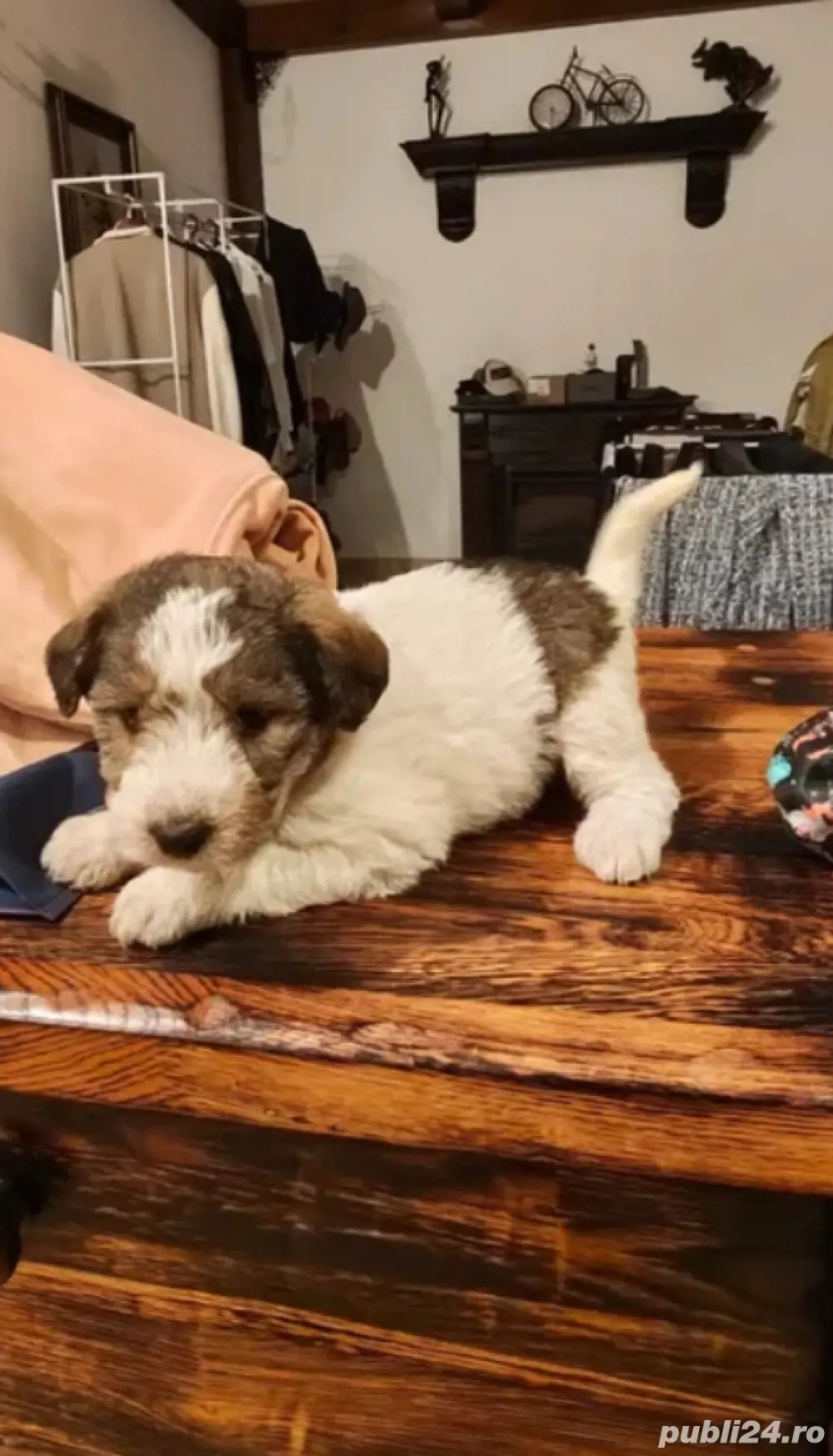 vand pui fox terrier 