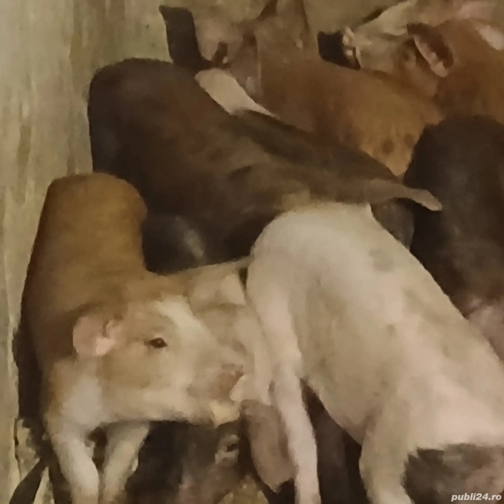 Soldanei duroc cu marele alb