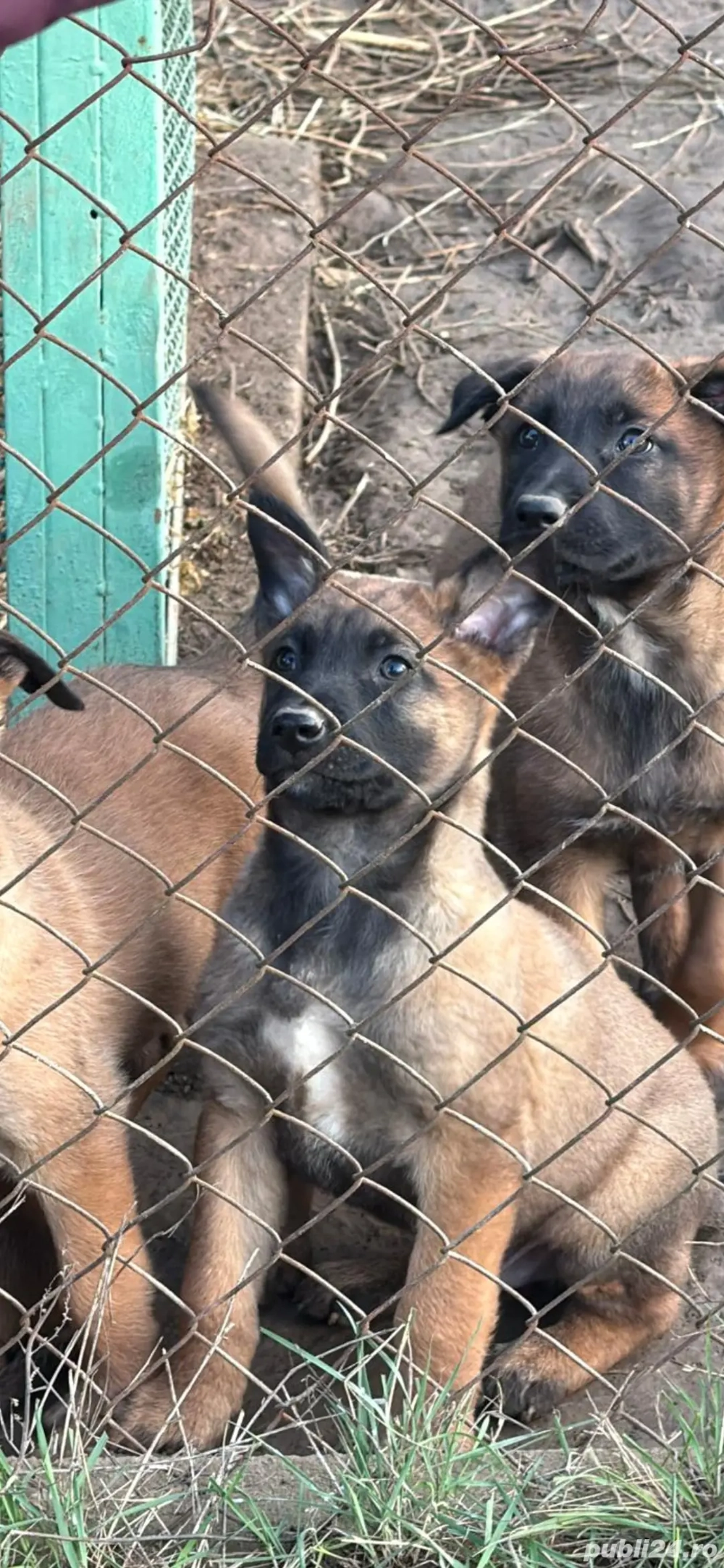 Pui Ciobanesc Belgian Malinois
