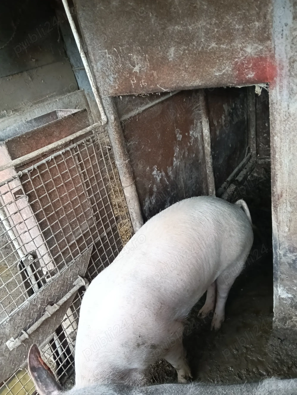 Purcea pentru sacrificare 