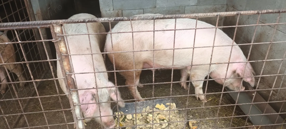 Vând porc crescut natural 20 lei  kg 