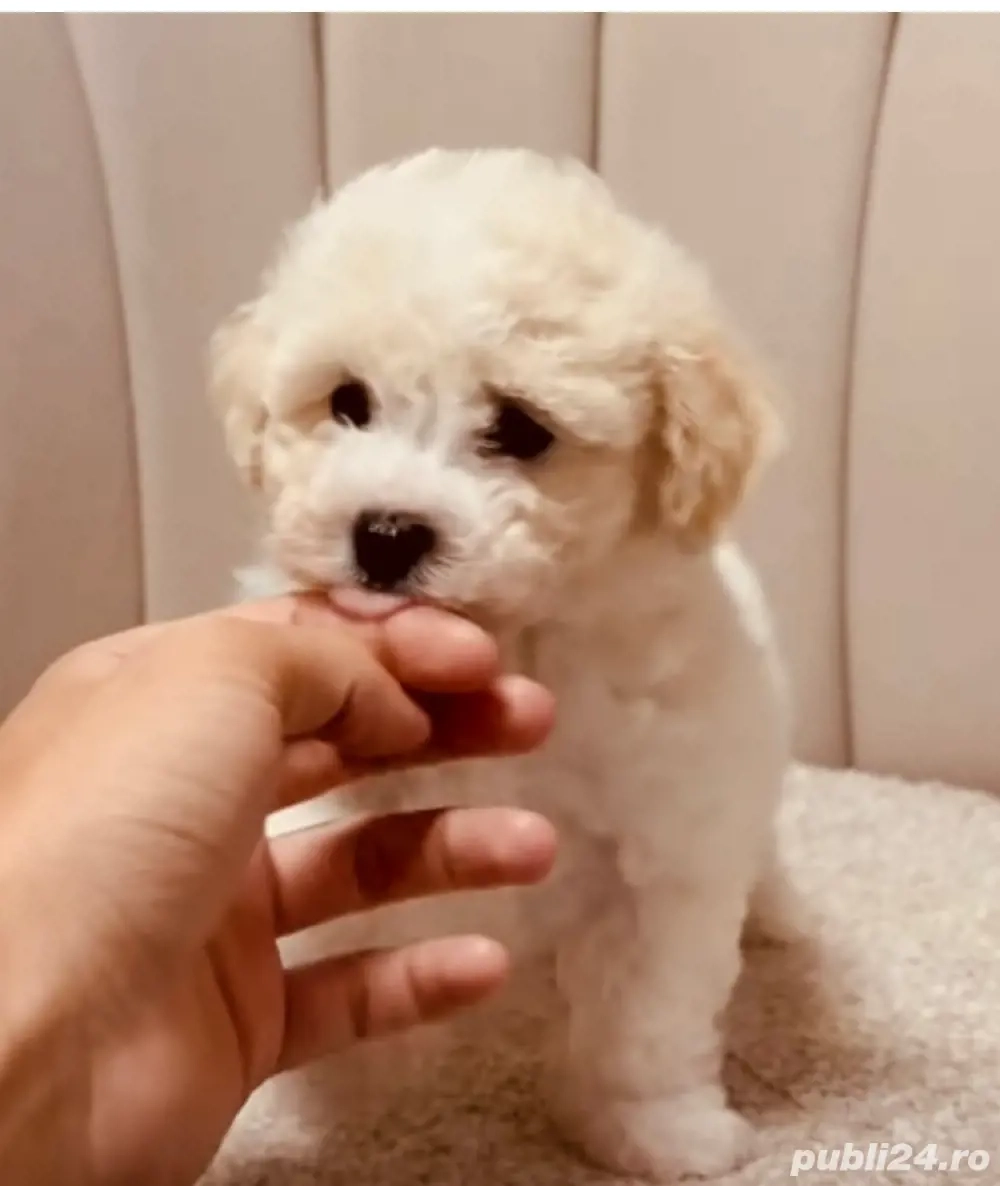 Vand bishon talie mica 2 luni baietel vaccinat si deparazitat
