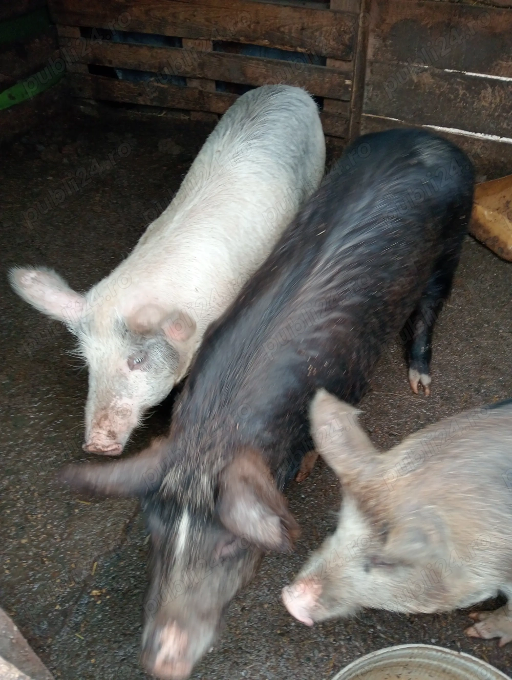 Se vinde porc și purcica 