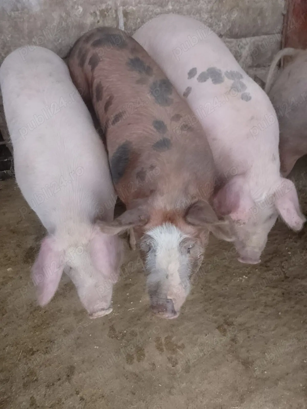 Vând pucele de ținut 