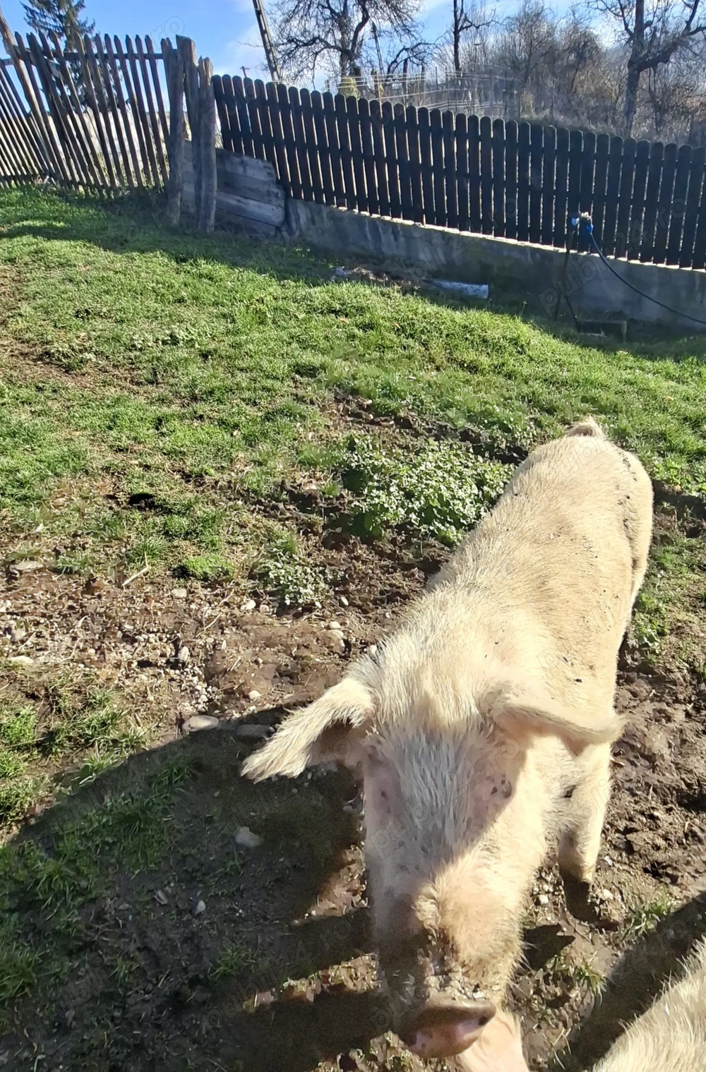 Vând purcea 150 kg ,Marele Alb