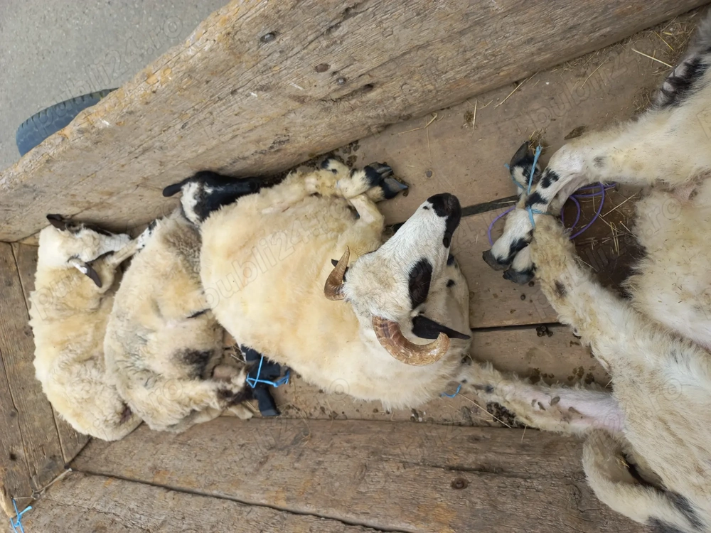 vand trei oi su un berbec de un an 