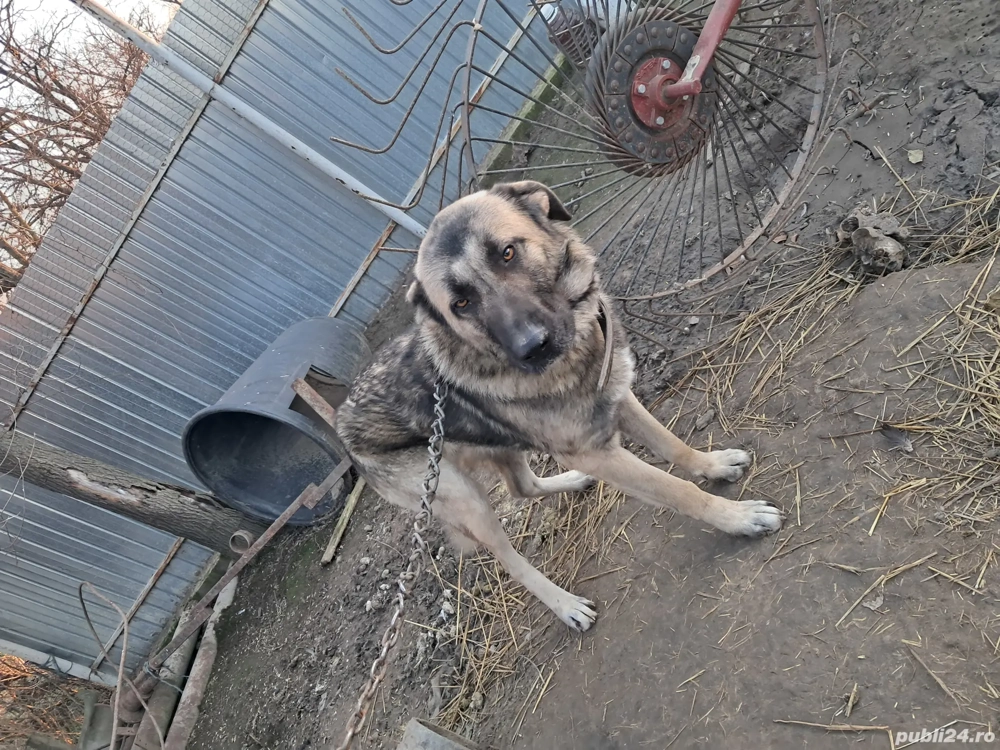 Vând Ciobănesc Carpatin