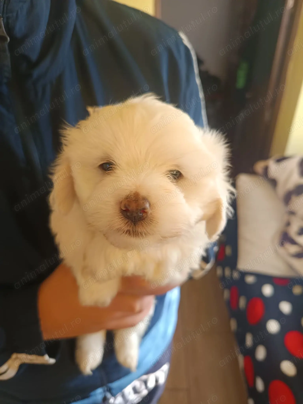 Vând Bisoni Maltezi 4