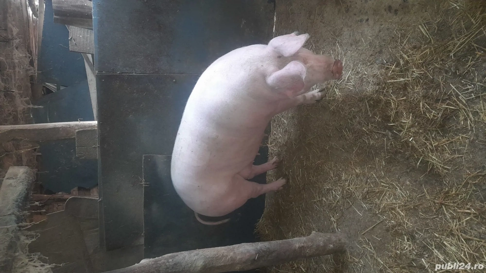 De vânzare porci mari 