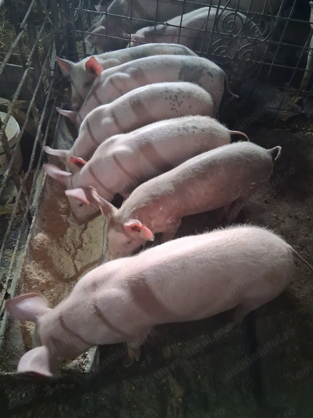 Porci toate categoriile 