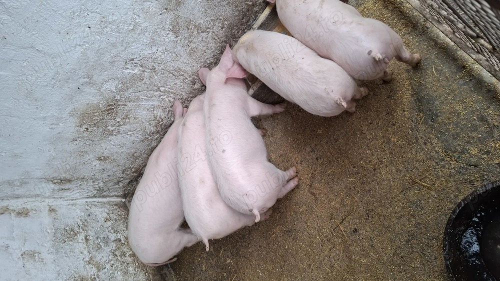 Vând 5 scrofite,vârstă 3 luni