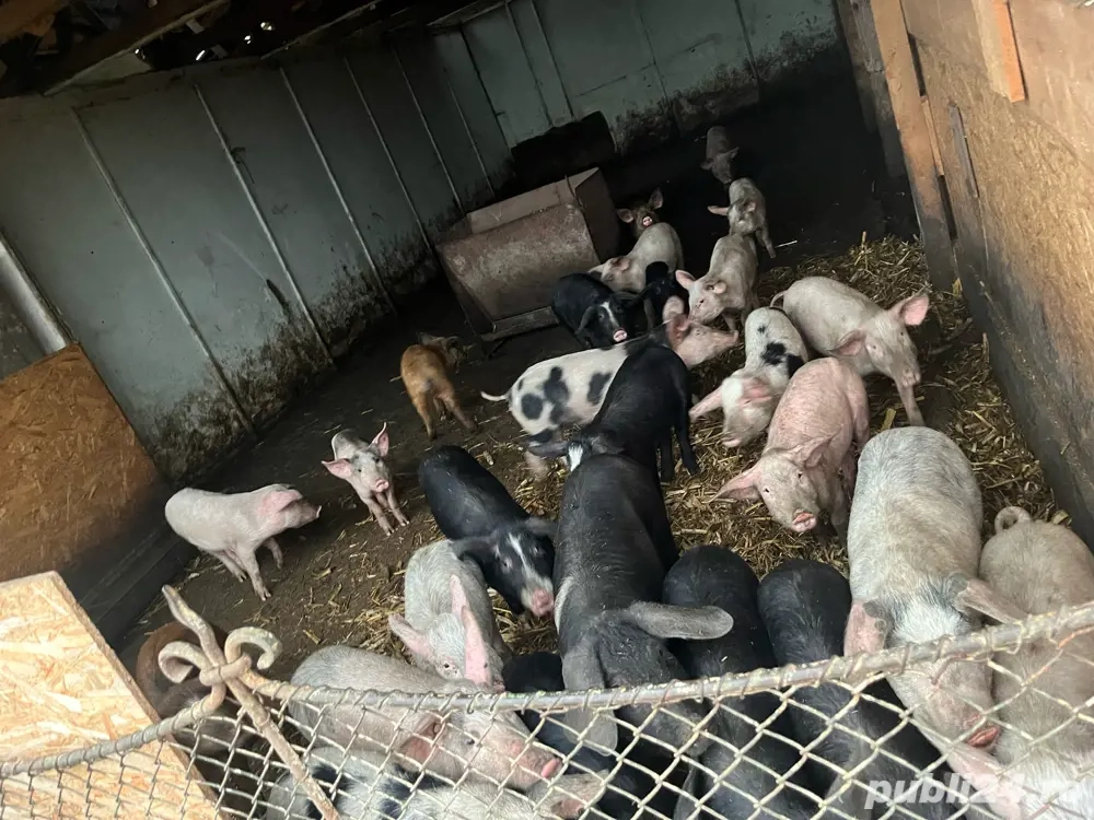 vand grasuni si purcei