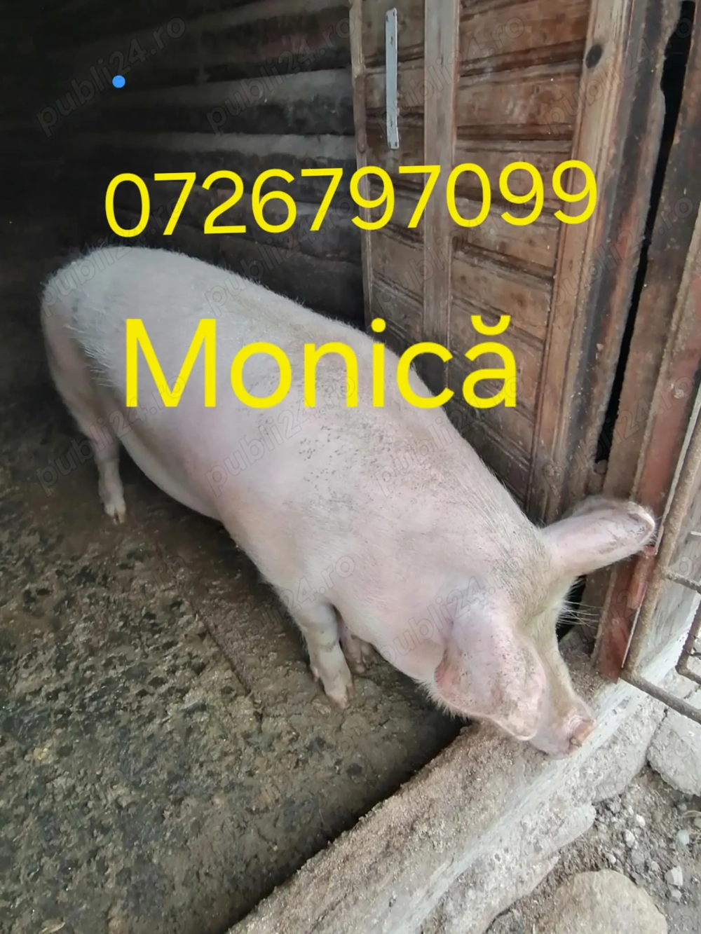 Vând porc crescut natural 