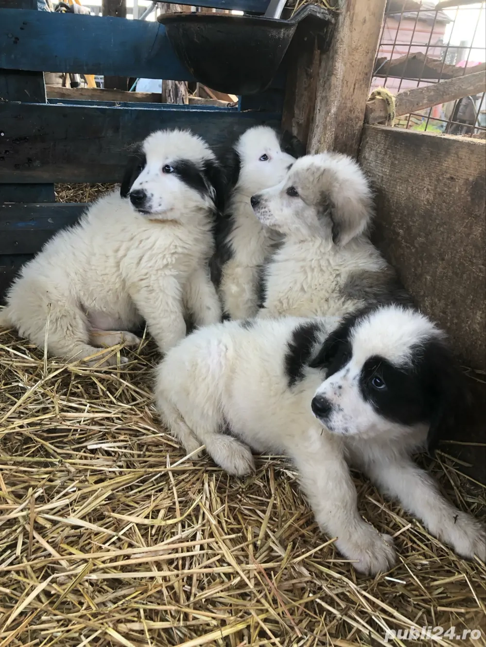 Vand catei rasa ciobanesc de bucovina