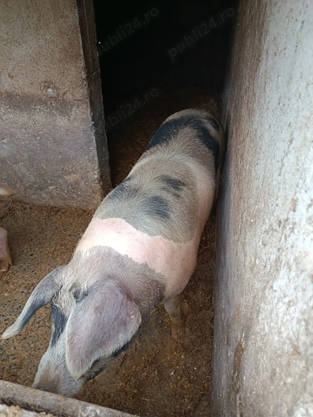 Vand Porci crescuti la curte 