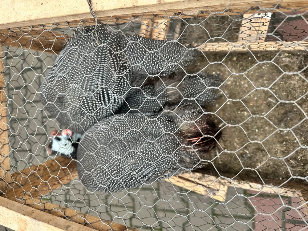 Vând bibilici de carne